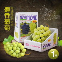 【優鮮配】日本空運超甜無籽大麝香葡萄禮盒1串(約625g/串 水果禮盒)