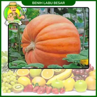 Benih Buah Buahan Semangka Strawberi Melon Labu Benih Bibit Murah Berkualitas Labu Besar