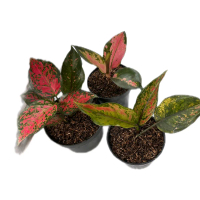 Aglaonema Variegated - Tanaman Hias Indoor dengan Daun Berwarna Merah dan Hijau - Cocok untuk Dekora