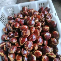 jengkol tua kering bagus Food Bahan Masakan Goreng