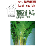 【蔬菜工坊】A28.葉用蘿蔔種子(日本時田種苗公司進口)