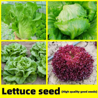 เมล็ดพันธุ์ ผักสลัด Lettuce Seeds - เมล็ดพันธุ์ ผักกาดหอม อิตาลี สีเขียว Italian Lettuce Seed เมล็ดพ