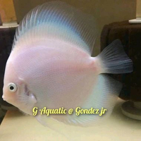 #ikan discus white diamond size 6-7cm