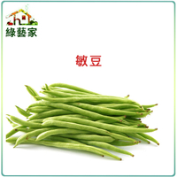 【綠藝家】E01.敏豆 (四季豆)種子18克(約80顆)