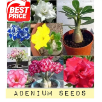 Multi als Adenium dwarf Obesum Seeds Home Garden plants Flowers With extra flower seed