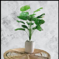 Daun Monstera/Tanaman Hias Daun Monstera/plus dengan pot