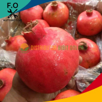 Bibit delima merah jumbo hasil cangkok cepat berbuah
