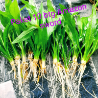 paket 10 batang Amazon sword tanaman aquascape