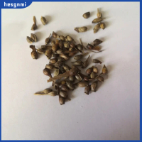 hesgnmi- 20Pcs Red Maple Tree Seeds Palmatum Plant Bonsai Home Garden Yard Decor