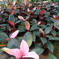paket tanaman hidup banyak jenis untuk di outdoor juga indoor jenis bunga juga dedaunan untuk