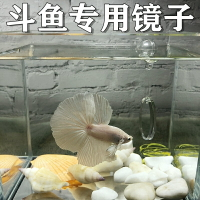 斗魚專用訓練鏡魚缸圓形水中雙面小鏡子馬尾半月缸外吸盤鏡懸浮球