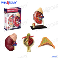 4D MASTER 26067 Kidney Model Urinary System Anatomy Model Educational Equipment Medical Tool Detachable 13 Parts