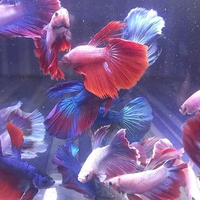 hiasan aquarium cupang halfmoon