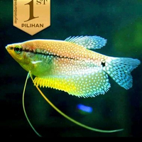 Sepat Mutiara Ikan Hias Aquascape Hiasan Aquarium Tanaman Air Tawar -