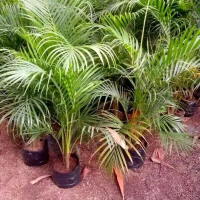 tanaman hias indoor - pohon palem kuning - palm kuning