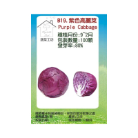 【蔬菜工坊】B19紫色高麗菜種子
