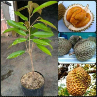 Bibit Pohon Durian Ochee/Buah Duren Ochee asli/Kualitas Unggul