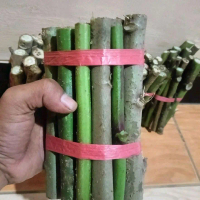 Singkong Papua/Ketela  papua, satu ikat isi  15 banus 2 batang panjang  20 cm , untuk pakan ternak k