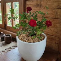 mawar rambat merah (climbing rose) tanaman hias