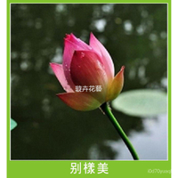『惠農』36款 全色碗蓮種子 三元一粒 碗蓮種子 荷花種子 水生植物 植株 荷花種子 蓮花種子 種子(高品質 人工挑選)