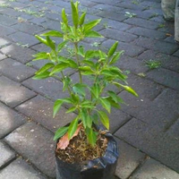 bibit pohon cabe rawi