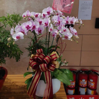 【The Flower嬪嬪花藝坊】6顆桌上型蘭花盆栽(雙北專車專人配送/蘭花花禮/買花送花)