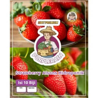 Bibit Premium Strawberry Alsons Hidroponik | Biji Benih Strawberry Alsons Hidroponik | Strawberry Al