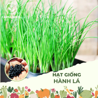Hạt giống Hành Lá, Hành Hoa, Hành Hương (Hành ta) chịu nóng chịu hạn tốt, dễ trồng tại nhà. Hạt giốn