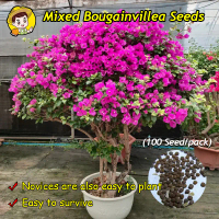 100% Original Bougainvillea Bonsai Seeds Flower Seeds for Gardening (Assorted 100pcs/bag) Potted Flo