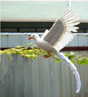 仿真白鳳凰鳥 園林擺件 羽毛鳥 白色孔雀鳥 手工定做教學演示模型