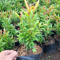 Tanaman hias pucuk merah tinggi 20 cm