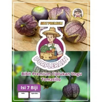 Bibit Premium Ciplukan Ungu Tomatillo |Benih Ciplukan Ungu |Bibit Ciplukan Purple