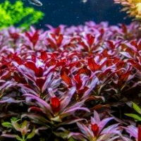 ludwigia glandulosa