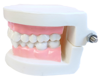 【晴晴百寶盒】牙齒模型(無牙縫) 保母證照專用 保母 保姆娃娃術科考試練習 兒童口腔護理 N052