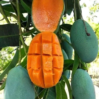 Bibit mangga harum manis mangga gadung 50-60cm cepat berbuah