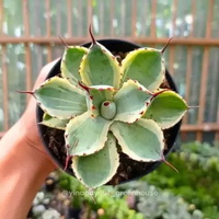 Kissho Kan – Agave potatorum | Kaktus Sukulen Tanaman Hias Unik – Koleksi Agave M | Standard Form