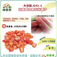 【綠藝家】大包裝G41-1.紅蜜寶水果玉米種子18克(約150顆)(有藥劑)