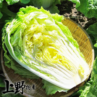 【上野物產】16包 台灣產 山東大白菜 切段(300g±10%/包 蔬菜/冷凍蔬菜/白菜/大白菜/白菜滷)