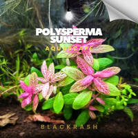 Hygrophila Polysperma sunset ( Tanaman Aquascape Tumbuhan Air Hiasan Aquarium )
