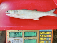 【天天來海鮮】午仔魚 重量:250-300克 一律三去真空包裝 產地:台灣