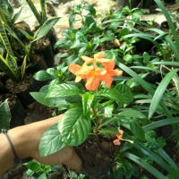 Tanaman hias crossandra oren / pohon crosandra rossandra bunga orange
