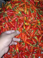 Cabe Rawit Merah / Cabai Rawit Merah/ cabe setan 1 KG