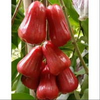 bibit jambu air madu deli merah
