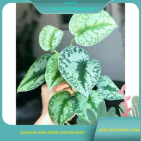 tanaman hias scindapsus pictus sirih gading silver cantik (RA&TH)
