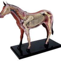 4D Vision Horse Organ Anatomy Model Animal Puzzle Toys for Kids and Medical Students Veterinary Teaching Model