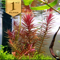 Aromatica Wabikusa Tanaman Air Hiasan Aquarium Ikan Hias Aquascape