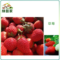 【綠藝家】大包裝I05.草莓種子(阿里巴巴) 1.5克(約3000顆)