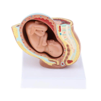 1:1 Human Pelvis & 9th Month Baby Fetus Fetal Development