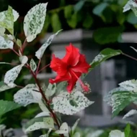 Tanaman kembang sepatu varigata