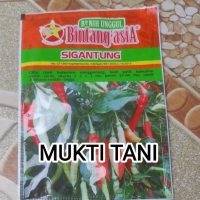 Benih Cabai Rawit Putih Merunduk SiGantung 10 gram Produk Bintang Asia | Bibit Cabe Rawit Putih Meru